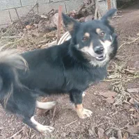 سگ پا کوتا|سگ|رشت, باهنر|دیوار