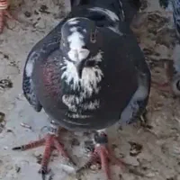 گمشده