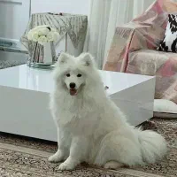 فروش میکسه ژرمن و سامویید