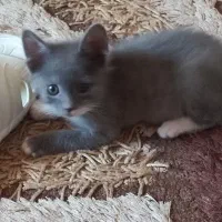 واگذاری گربه خاص