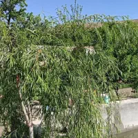 زمین باغ در کاهو محله عماد خراسانی