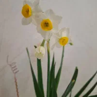 پیاز گل نرگس و سایر گل های پیازی