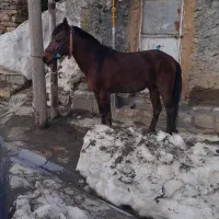 اسب یورقه تند