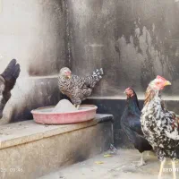 مرغ وخروس|حیوانات مزرعه|محمدشهر, عباس آباد|دیوار