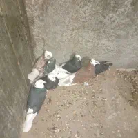 هفت تا کبوتر