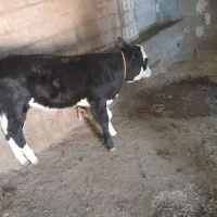 گاو شیری|حیوانات مزرعه|هریس, |دیوار