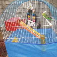 یک جفت پرنده مرغ عشق