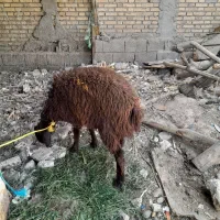 بره افشاری بزرگ