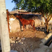 اسب|اسب و تجهیزات اسب‌سواری|دزفول, |دیوار