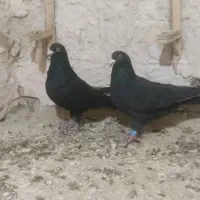 کبوتر زاغ کرمانی اصیل