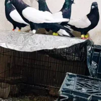 کفتر دم سفید