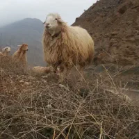 قوچ همو مغانی