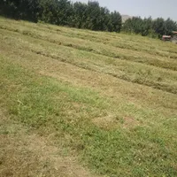 فروش یونجه و کاه(فروش نقد)