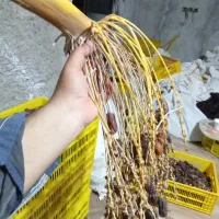 کارگر ساده و فنی / چاه‌کنی، بنایی
