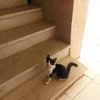واگذاری رایگان بچه گربه،میکس