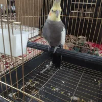 عروس هلندی