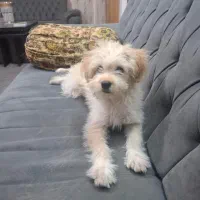 سگ خانگی|سگ|قم, قلعه عموحسین|دیوار