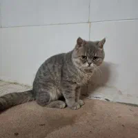 واگذاری گربه