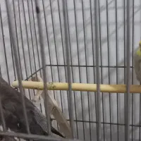 عروس هلندی نروماده دونه ای ۶۵۰|پرنده|قدس, شهر‌قدس|دیوار