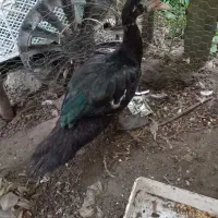 اردک اسرائیلی