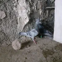 کفتر چاشنی|پرنده|بیرجند, |دیوار