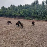 24 راس گوسفند