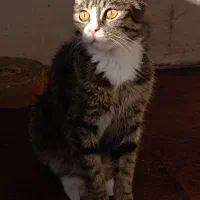 گربه|گربه|گرگان, |دیوار