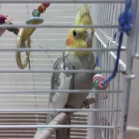 عروس هلندی جفت|پرنده|هشتگرد, فاز ۱ مهستان|دیوار