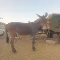 الاق نر دوساله سر حال