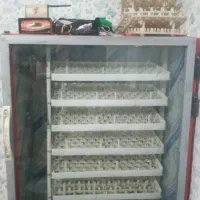 دستگاه جوجه کشی تمام اتوماتیک