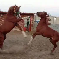 اسب مادیان دو سر مصری