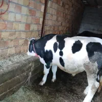 گوساله سیمینتال 370کیلو