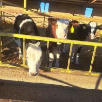 گوساله از گاوداری تلیسه درجه یک