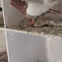 کفتر|پرنده|مشهد, ایثار|دیوار