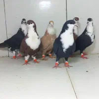 کبوتر رنگی|پرنده|مشهد, عامل|دیوار