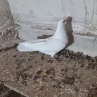 کبوتر|پرنده|اردبیل, |دیوار