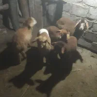 بره|حیوانات مزرعه|انگوت, |دیوار