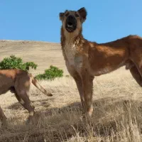 واگذاری سگ گله یک ساله