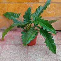 گیاهان آپارتمانی
