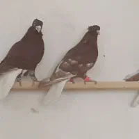 کبوتر سرخن دم سفید|پرنده|کرمانشاه, |دیوار