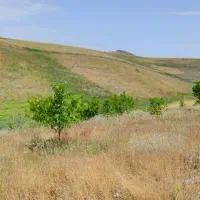 فروش باغ|فروش زمین و ملک کلنگی|میانه, |دیوار