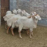 قصاب ماهر ذبح گوسفندبصورت بهداشتی زیر نیم ساعت