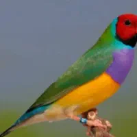 فنچ گلدین