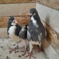 مفلق دمگیر خرقه