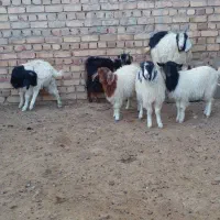 ۶راس بزغاله۲۸تومان