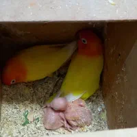 طوطی برزیلی با جوجه|پرنده|دزفول, |دیوار