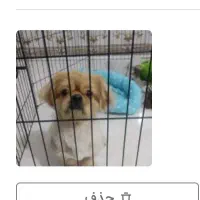 سگ پیکینز امپریال