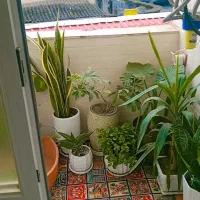 آپارتمان ۸۶متری طبقه اول|اجارهٔ آپارتمان|صومعهسرا, |دیوار