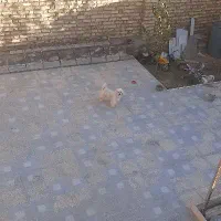 سگ پاکوتاه ماده|سگ|انگوران, |دیوار