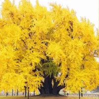 انواع نهال های تزئینی و گل های زیبا برای باغ آرایی|گل و گیاه طبیعی|تهران, شهرک گلها|دیوار
